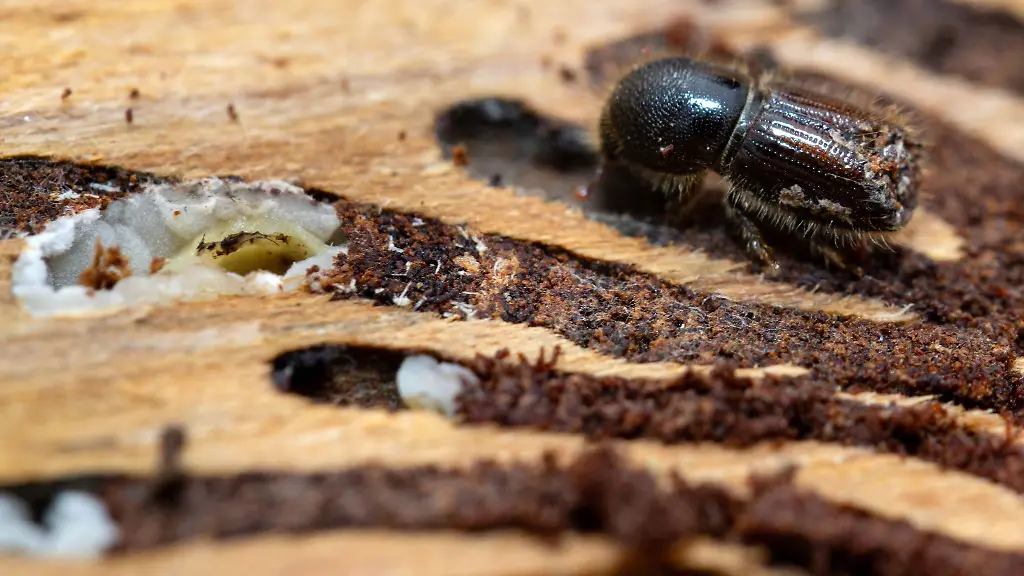 Im-September-fielen-in-Thueringen-255-000-Festmeter-Schadholz-durch-den-Borkenkaefer-und-damit-deutlich-weniger-als-im-Vorjahr-an