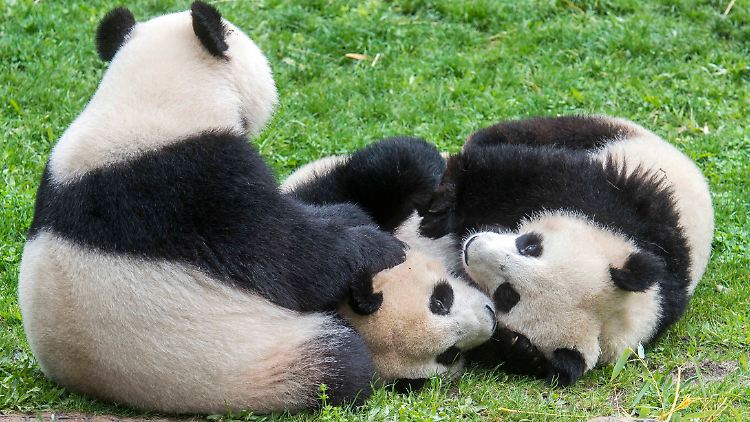 Mutter Meng Meng, Pit und Paule im Berliner Zoo: Der Nachwuchs muss bald eigene Wege gehen.
