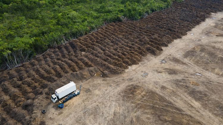 Die entwaldeten Gebiete dienen vorwiegend der Schaffung riesiger landwirtschaftlicher Flächen.