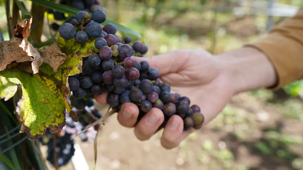 Wegen-des-Frostes-im-April-haben-sich-die-dunklen-Prognosen-bei-den-Erntemengen-in-der-Winzervereinigung-Freyburg-Unstrut-bestaetigt