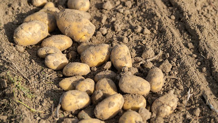 Der Preis für Kartoffeln stieg um etwa ein Drittel im Vergleich zum Vorjahr.