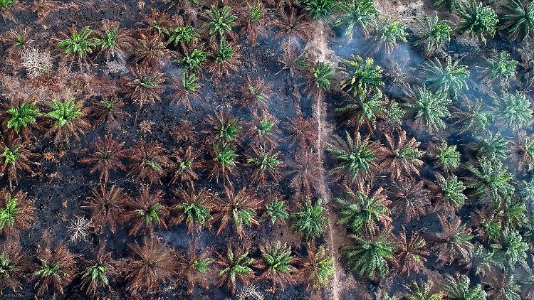 Diese Luftaufnahme zeigt verkohlte Stämme in einer Palmenplantage in Brasilien.