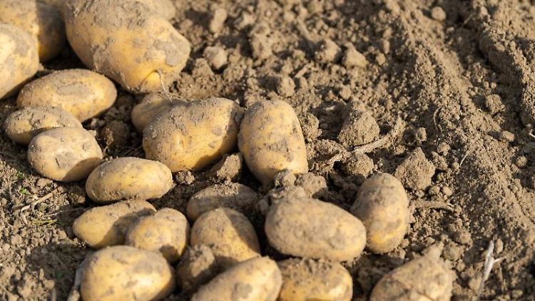 Für Kartoffeln müssen Verbraucher künftig deutlich mehr zahlen.