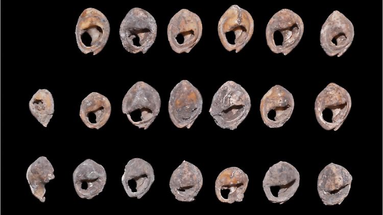 Die durchlöcherten Muscheln sind bis zu 150.000 Jahre alt.