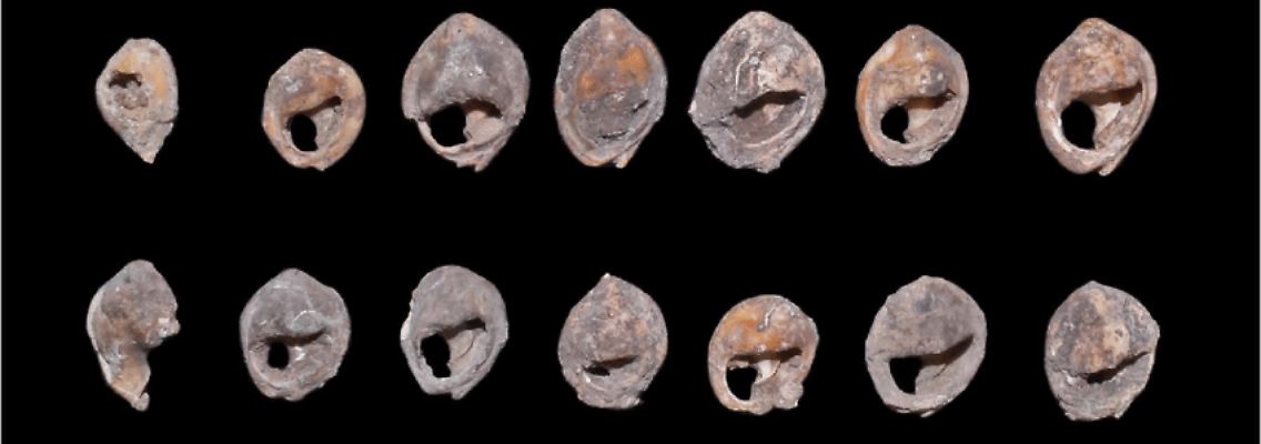 So sehen die gefundenen Muschelschmuckstücke aus.