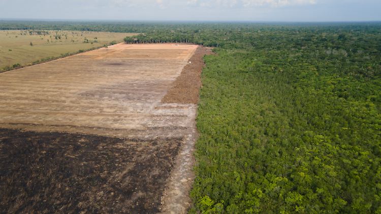 Von August 2020 bis Juli 2021 wurden 13.235 Quadratkilometer Regenwald in Brasilien zerstört. 