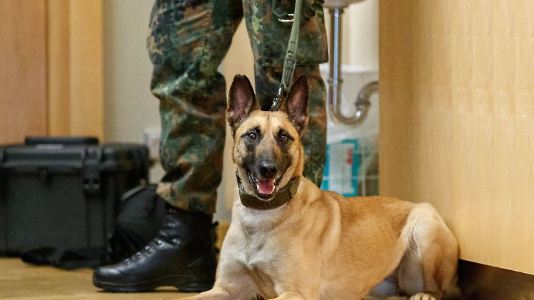 Die Bundeswehr war ebenfalls an der Studie zu Spürhunden beteiligt.