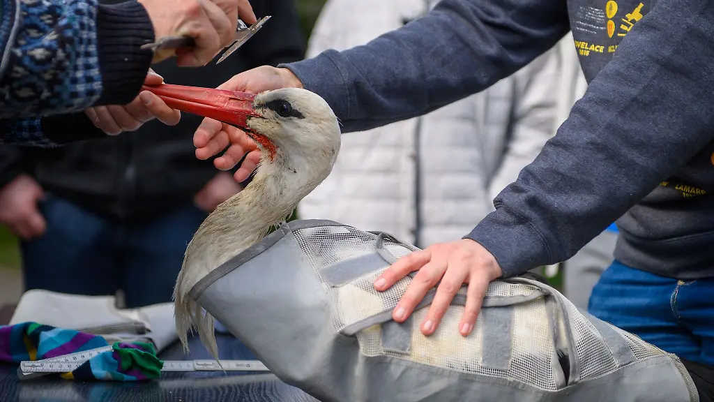 Der-Storchenhof-Loburg-hilft-verletzten-Stoerchen