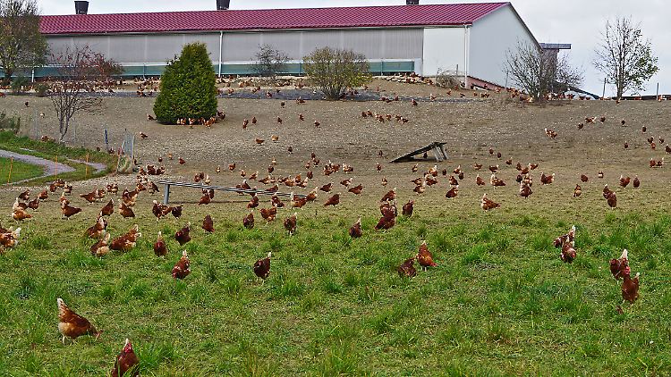 Die Landwirtschaft in Europa soll umweltverträglicher und gerechter werden.