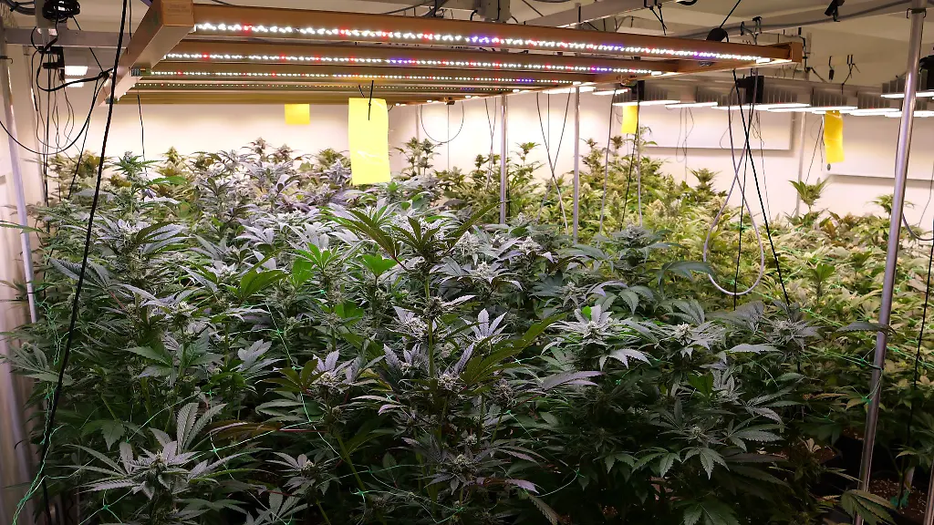 Cannabis-Pflanzen-wachsen-in-den-Raeumen-des-Anbauvereins-Cannabis-Social-Club-in-Ganderkesee