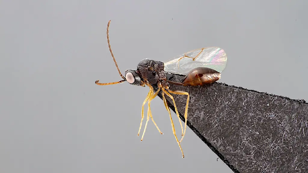 Neben-dieser-Art-fanden-die-Forscher-noch-weitere-Wespenarten