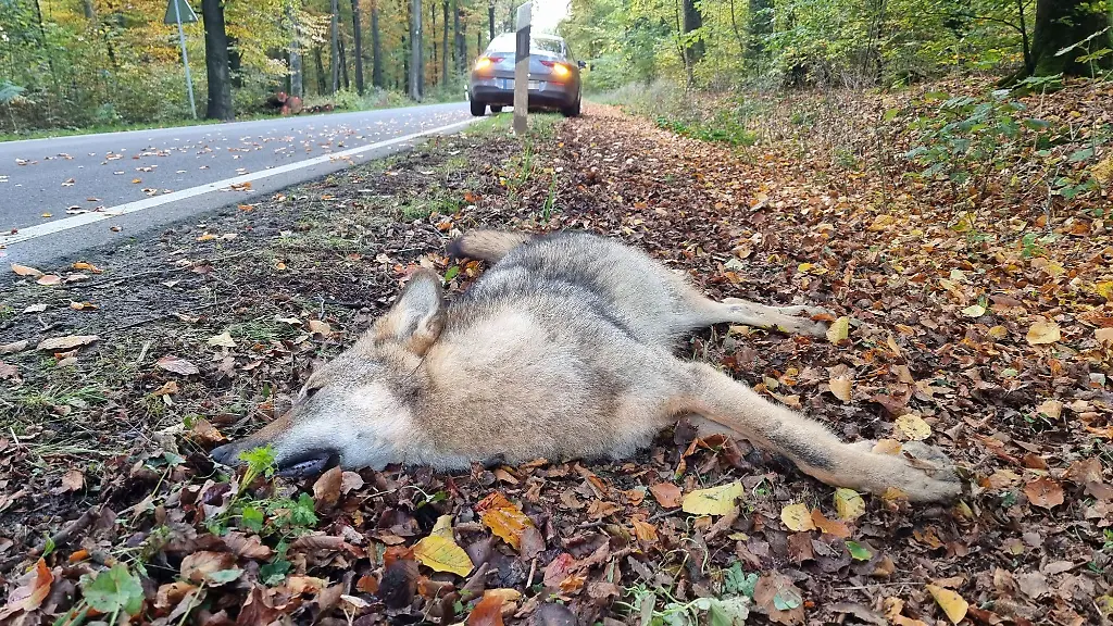 Ein-Wolf-ist-auf-der-L76-bei-Ostercappeln-im-Landkreis-Osnabrueck-von-einem-Auto-erfasst-worden