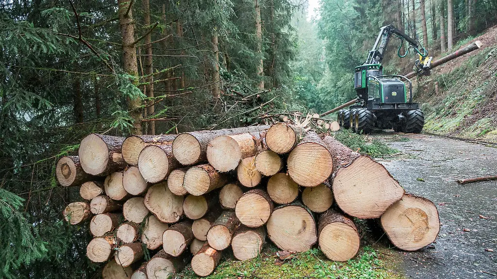 Durch-den-Borkenkaefer-geschaedigtes-Holz-muss-so-schnell-wie-moeglich-aus-dem-Wald