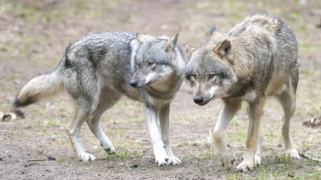 5e53fb4bcb1a49e7312d690dbfe805d1