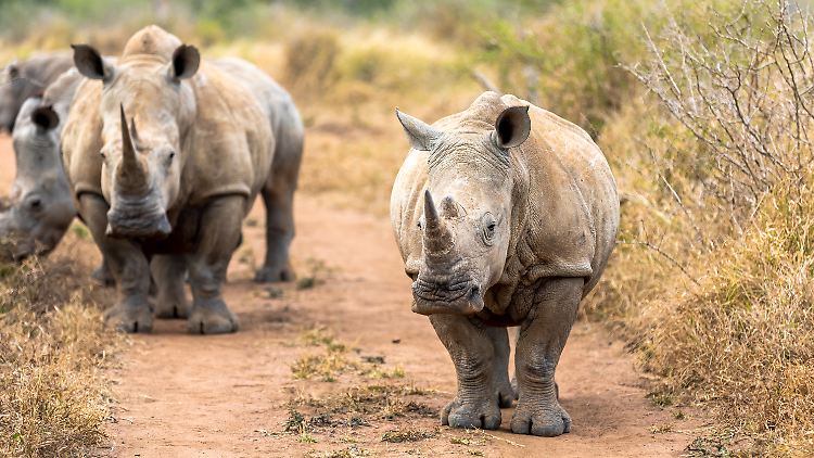 In Afrika gibt es Schätzungen zufolge noch rund 20.000 Breitmaul- und 5000 Spitzmaulnashörner.