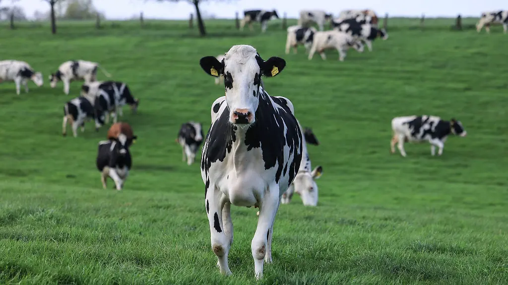 Eine-Kuh-attackierte-laut-Polizei-einen-Mann-in-einem-Wandergebiet