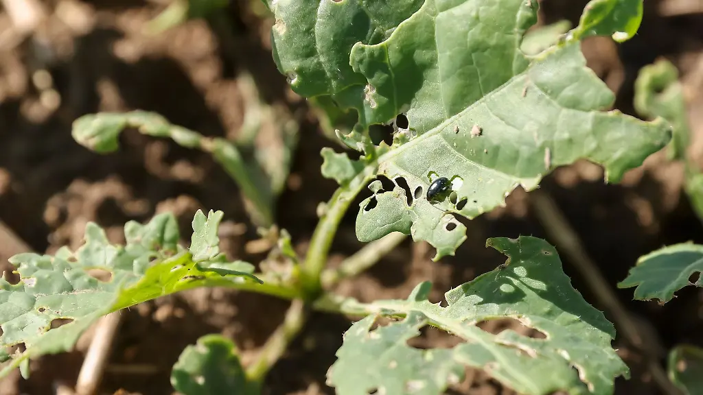 Das-Rapssaatgut-darf-seit-2014-nicht-mehr-mit-Beize-gegen-Schaedlinge-geschuetzt-werden-das-macht-die-Pflanzen-anfaelliger