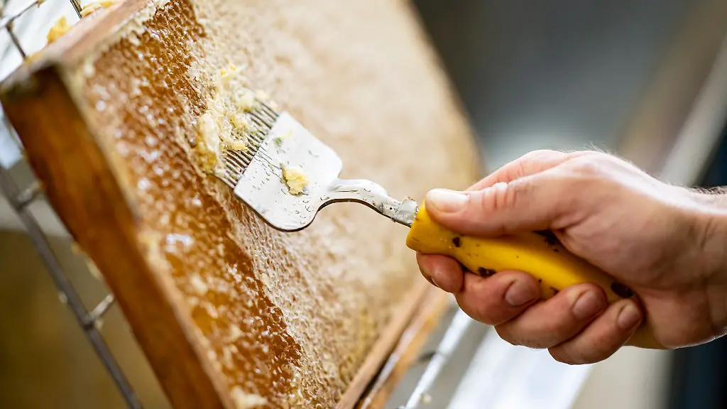 Ein-Imker-schabt-die-Deckel-einer-Bienenwabe