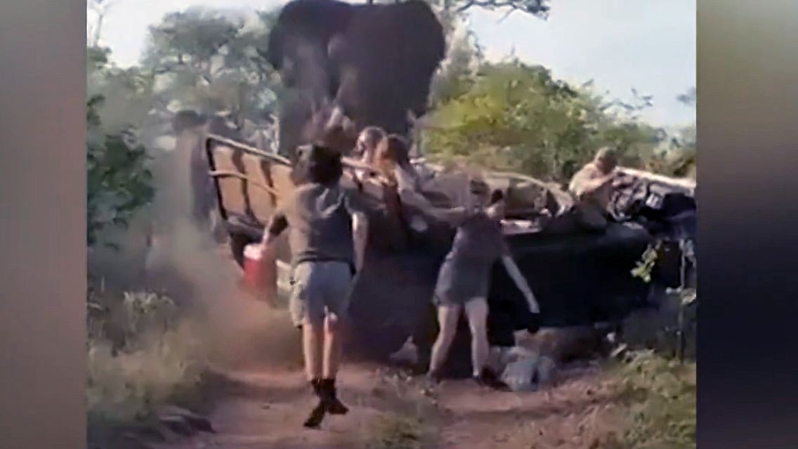 elefant.jpg
