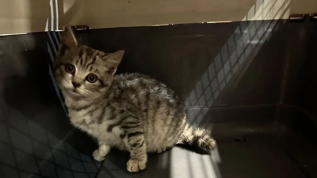 Die-Katze-fuehlte-sich-in-den-Motorraeumen-der-Feuerwehrfahrzeuge-offenbar-wohl