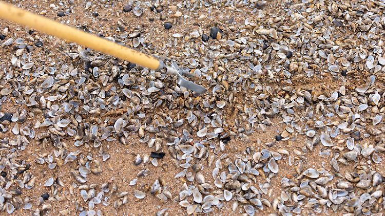 Schalen von Dreikantmuscheln am Ufer des Rothsees: Den heimischen Muschelarten im See wird durch die invasive Dreikantmuschel der Lebensraum genommen.