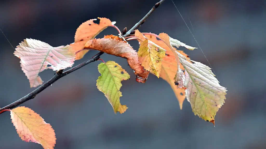 Puenktlich-zum-Ferienbeginn-gibt-es-Herbstwetter-in-Nordrhein-Westfalen