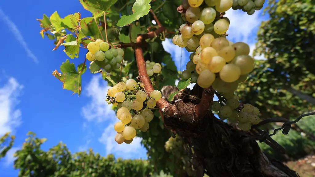 Franken-ist-das-wichtigste-Weinbaugebiet-Bayerns