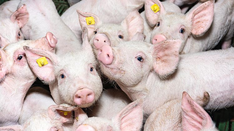 5D bedeutet, dass die Tiere in Deutschland sowohl geboren, aufgezogen, gemästet, geschlachtet und zerlegt werden.