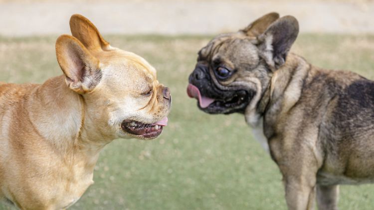 Französische Bulldoggen gehören zu den kurzköpfigen Rassen, die oft unter Atemproblemen leiden.