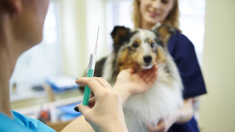 Bevor Tierärzte impfen können, müssen zahlreiche Fragen geklärt werden.