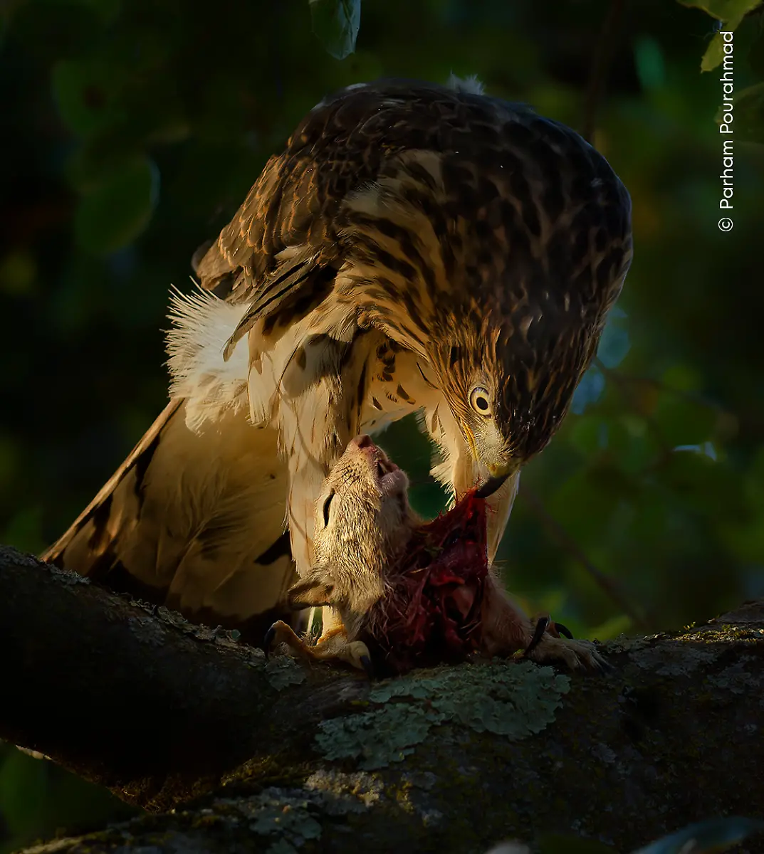 Nicht-weiterverwenden-Parham-Pourahmad-Wildlife-Photographer-of-the-Year