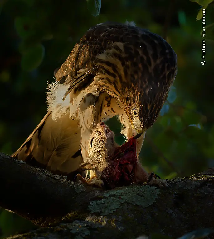 Nicht-weiterverwenden-Parham-Pourahmad-Wildlife-Photographer-of-the-Year