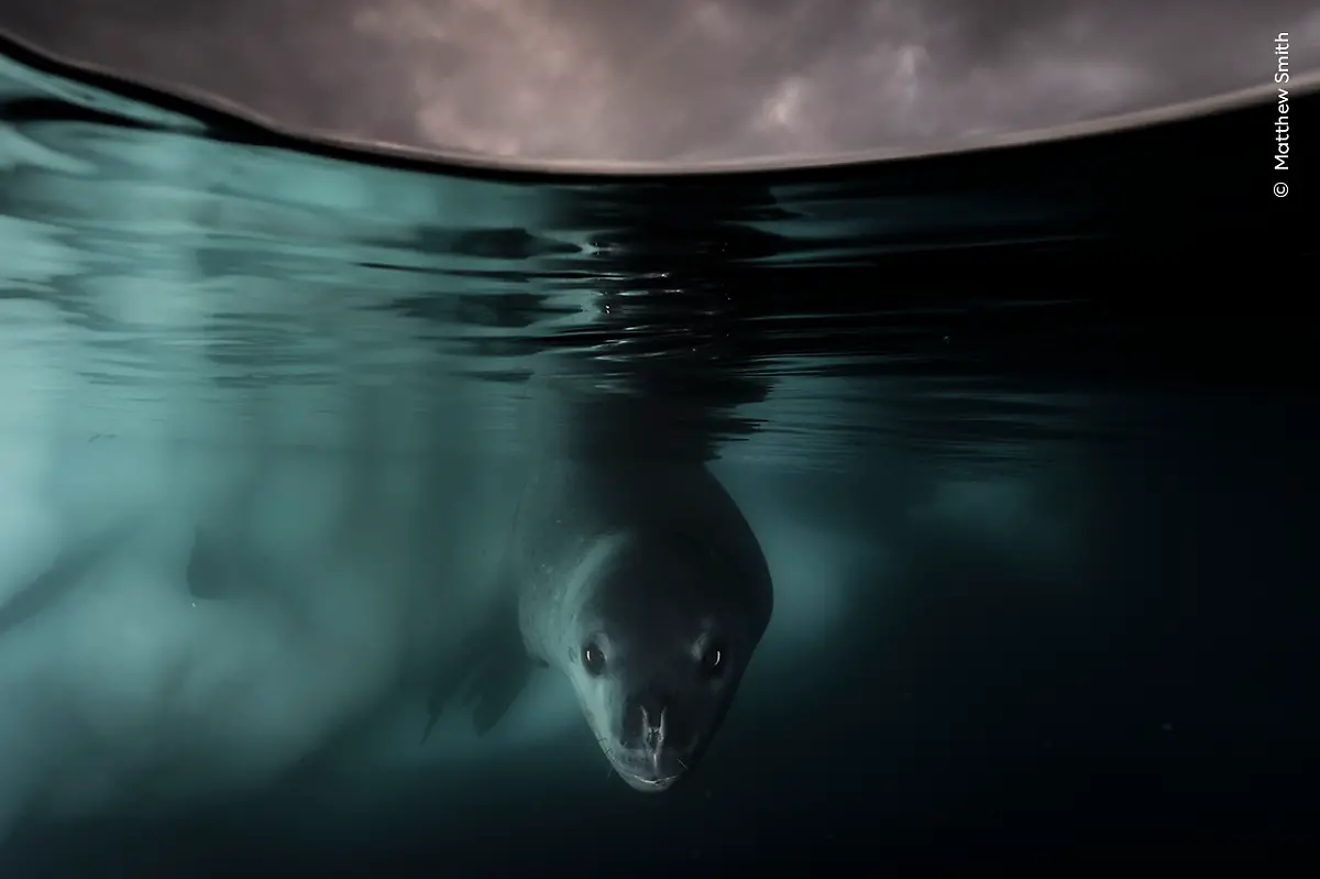 Nicht-weiterverwenden-Matthew-Smith-Wildlife-Photographer-of-the-Year