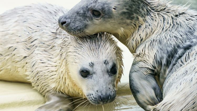 Im Fall von Rudi (l.) und Renate ist Fressen lernen ...