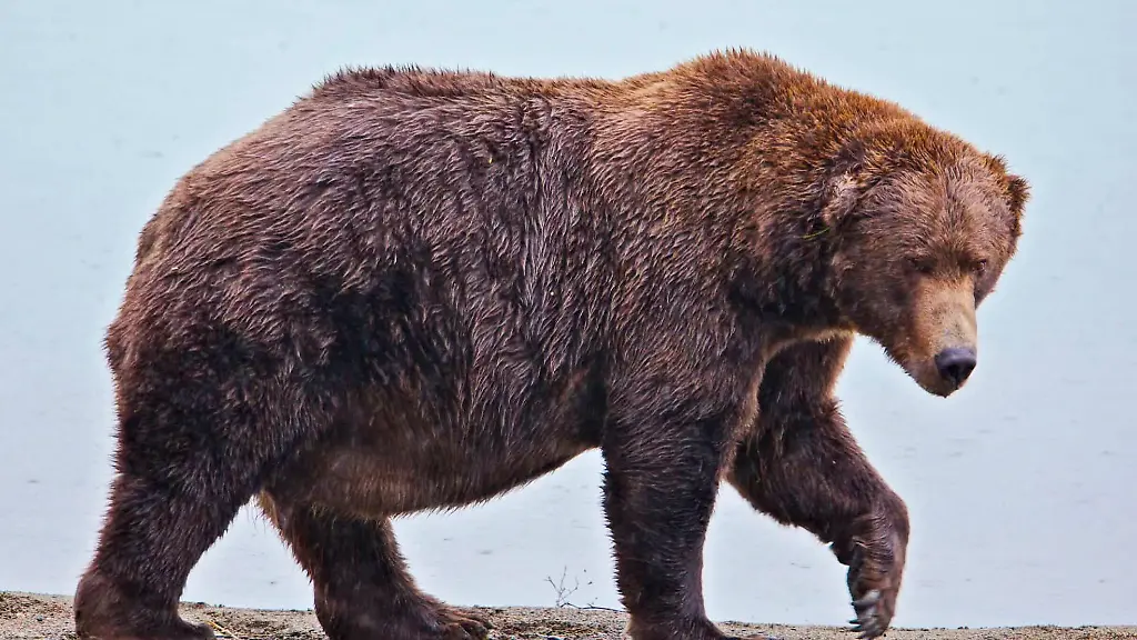 51d4e2cbc02ea2045f71be38294685bc