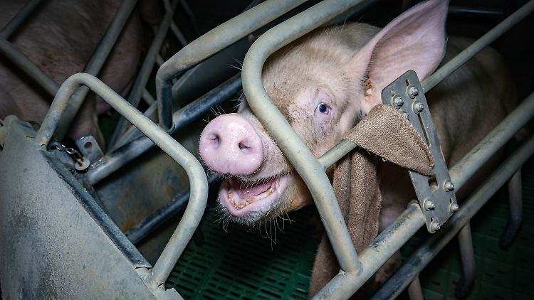 Der neue Landwirtschaftsminister Cem Özdemir will den Wandel zu mehr Tierwohl unterstützen.