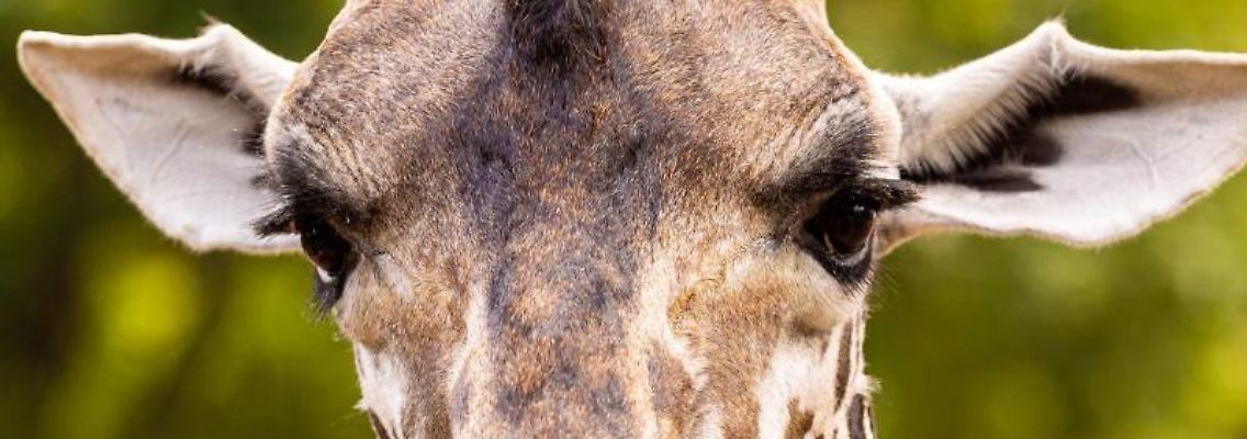 Eine Giraffe steht in einem Gehege im Erlebnis-Zoo Hannover. Foto: Moritz Frankenberg/dpa/Archivbild