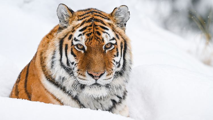 Die illegale Jagd auf Amur-Tiger kann in Russland mit bis zu vier Jahren Haft bestraft werden.