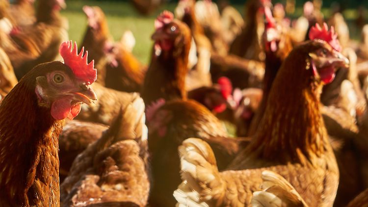 Glückliche Hühner? In der Geflügelindustrie anscheinend ausgeschlossen. 
