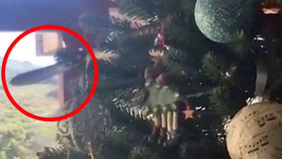 SchlangeWeihnachtsbaum.jpg