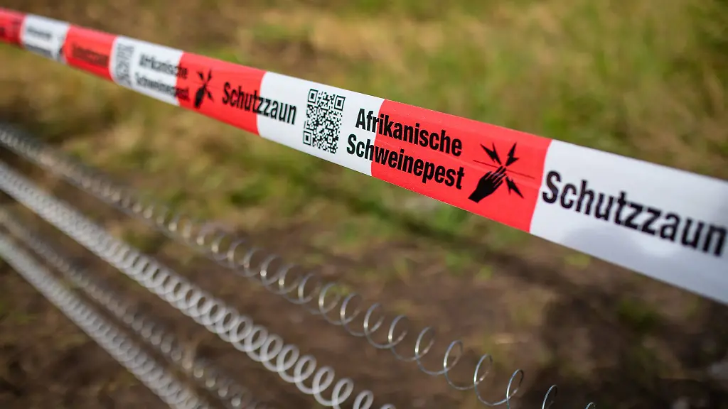 Schutzzaeune-sollen-verhindern-dass-mit-der-Schweinepest-infizierte-Tiere-weiterwandern-koennen