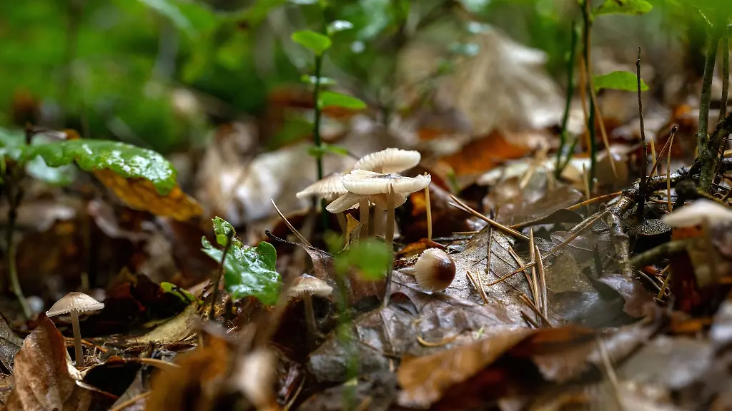 Das-Wetter-bleibt-wechselhaft-aber-die-Temperaturen-sollen-dem-Deutschen-Wetterdienst-zufolge-wieder-etwas-ansteigen