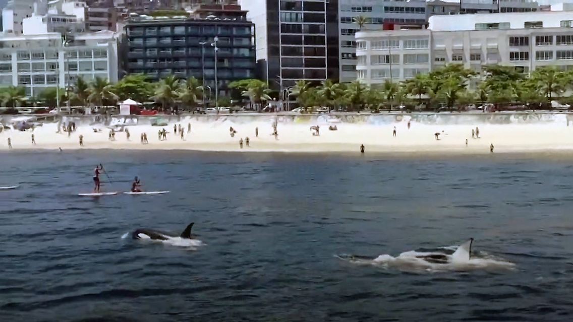 orca.jpg