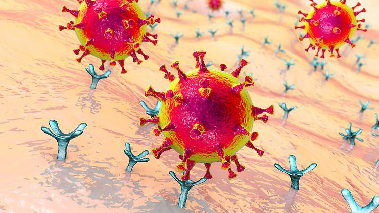 Mit dem typischen Spike-Protein bindet das Coronavirus an den ACE2-Rezeptor der Zelle. 