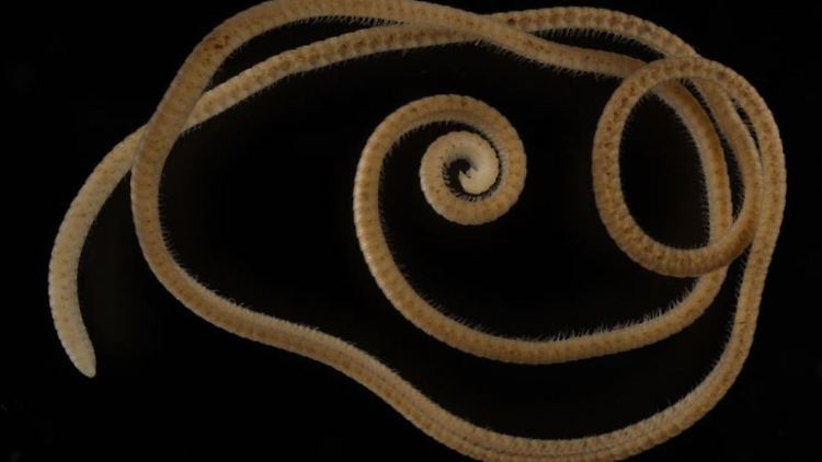 Ein weiblicher Eumillipes persephone mit 330 Segmenten und 1306 Beinen.