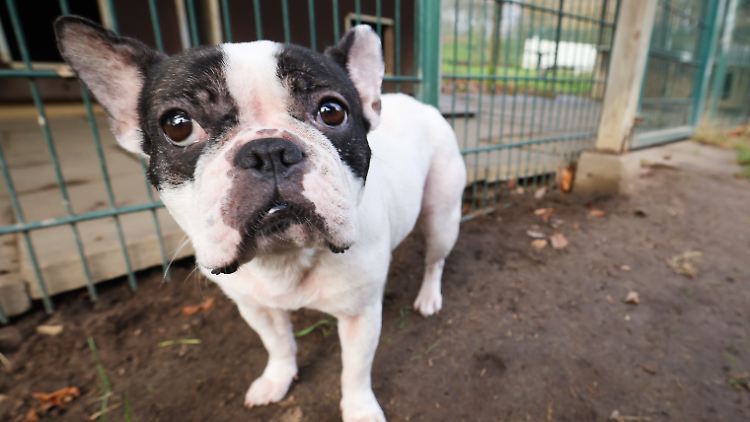 Bei diesen Kulleraugen werden viele schwach, doch ein Hundeleben dauert länger als ein Lockdown: Bei einer französischen Bulldogge sind es 10 bis 14 Jahre.