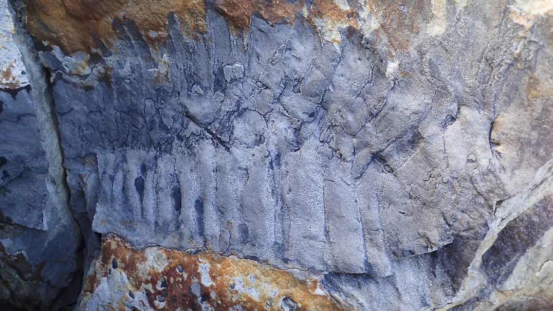 Das Arthropleura-Fossil vom Strand von Howick in Northumberland.