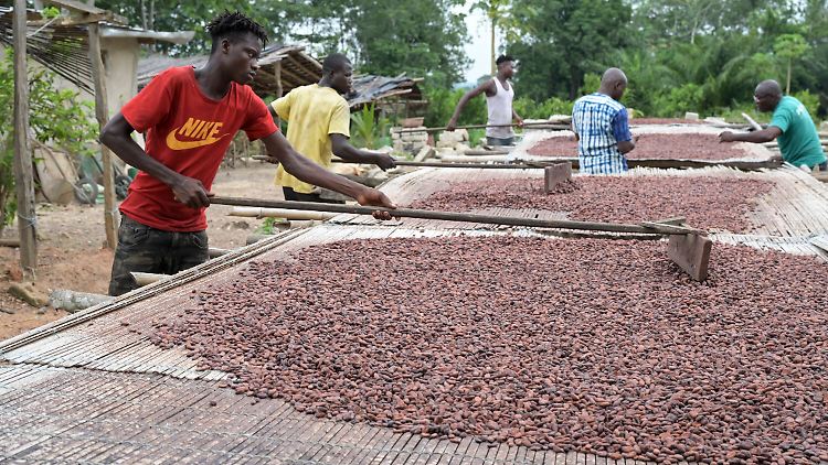Pro Jahr werden weltweit Schokoladenprodukte für schätzungsweise 122 Milliarden Euro verkauft. Etwa 7,3 Prozent davon bekommen die Bauern und verdienen immer weniger.