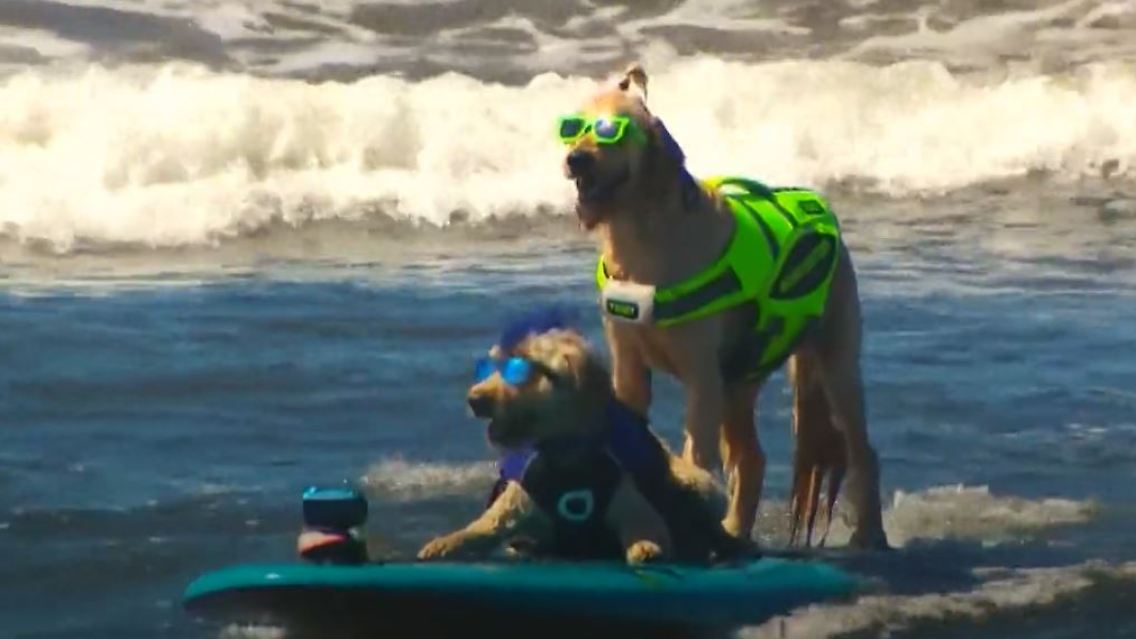 doggos.JPG