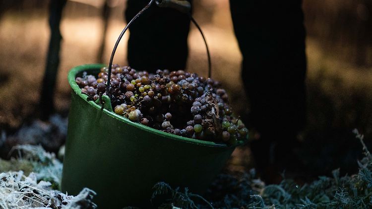 152 Betriebe haben in Rheinland-Pfalz die Eiswein-Produktion angemeldet.
